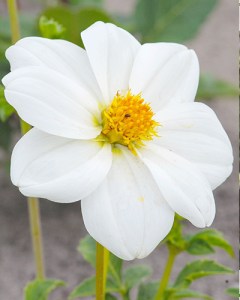 Dahlia Sneezy